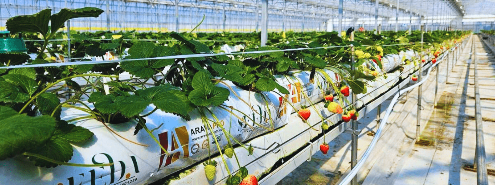 Tomatoes grown in Arava grow bags