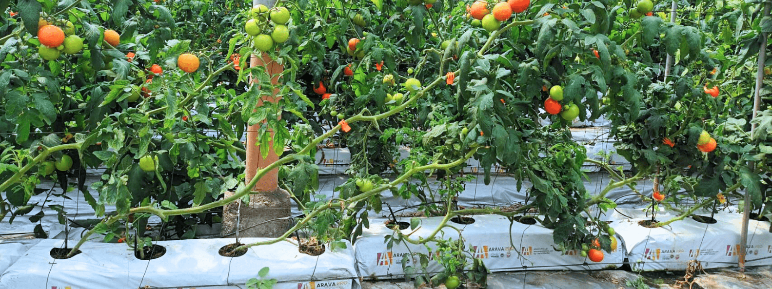  Strawberries grown in Arava grow bags