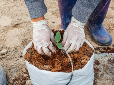 Ceylon coco peat