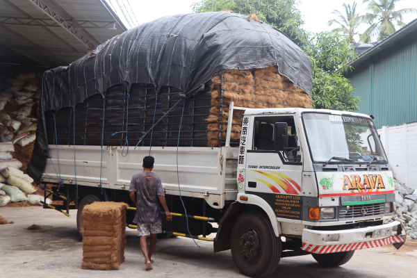 Bundles of coir fibre, ready for processing into eco-friendly products