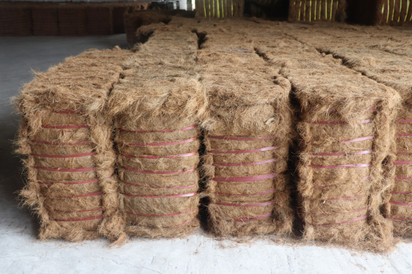 Harvested coir fibre extracted from coconut husks, laid out in rows for drying