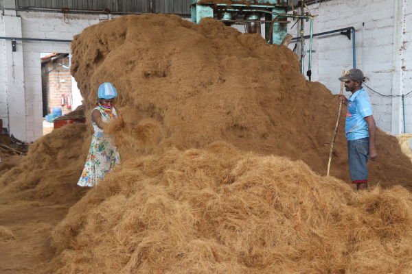 Twisted coir fibre with a robust texture, used in making eco-friendly ropes and construction materials