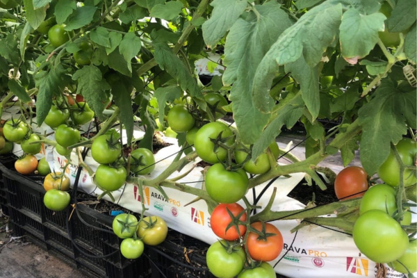 tomato grow bags