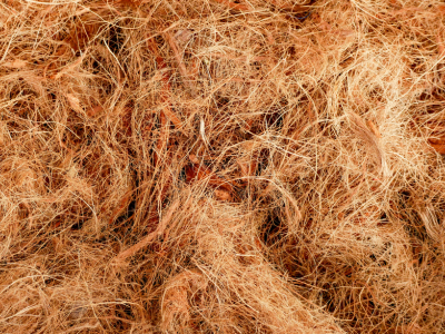 coir coconut