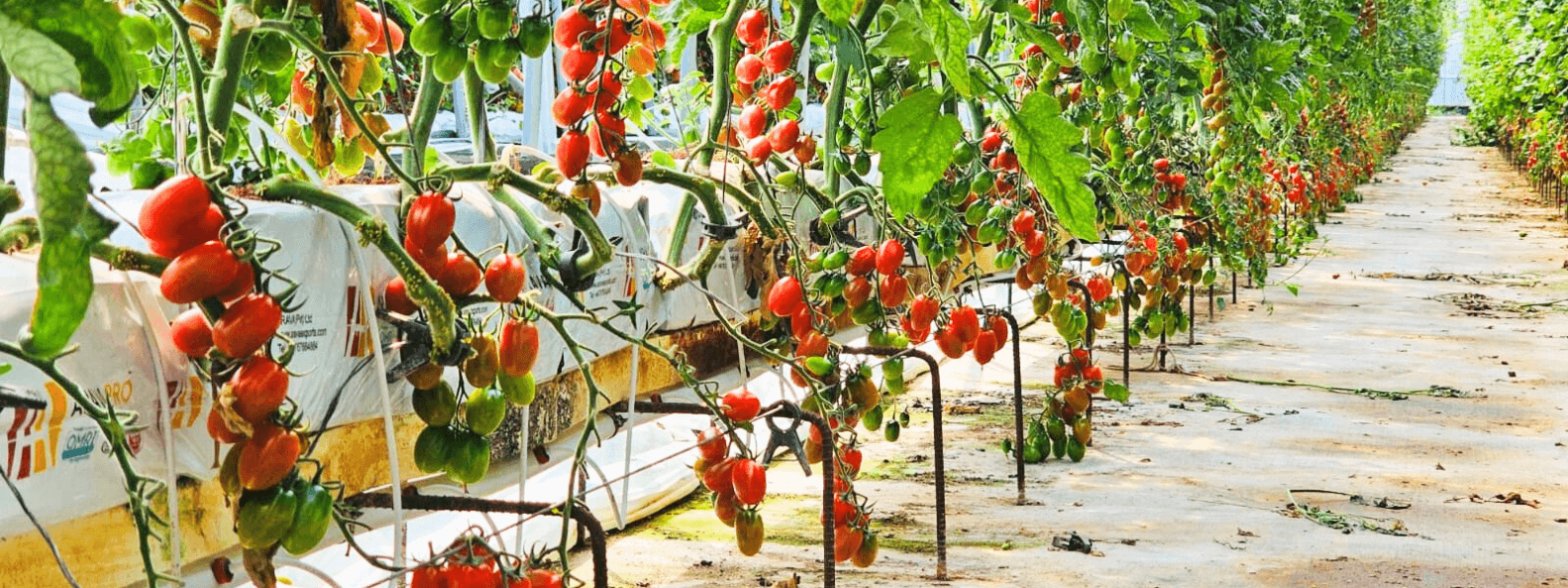 tomato grow bags